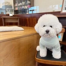 1件春秋新款狗狗和貓咪風格薄款運動衫,適用於吉娃娃、博美犬和其他小型和中型犬 - 彩色 - 查看 6