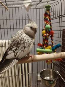 1 PC Bird Chewing Toy Funny Rope Parrot Toy Bite Resistant Bird Tearing Toy Cockatiels Parakeet Toy - Multicolor - View 5