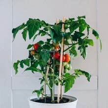 10 Piezas/set Soporte De Maceta, Soporte De Soporte De Crecimiento De Planta, Estaca De Planta Para Flores En Macetas, Abrazadera Fija Para Hojas Que No Se Caen