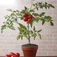 10 Piezas/set Soporte De Maceta, Soporte De Soporte De Crecimiento De Planta, Estaca De Planta Para Flores En Macetas, Abrazadera Fija Para Hojas Que No Se Caen