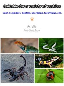 1入組蜘蛛、蠍子和甲蟲用壓克力微縮昆蟲瓶,透明設計,適用於辦公桌或寵物爬蟲類的家 - 無色 - 查看 9