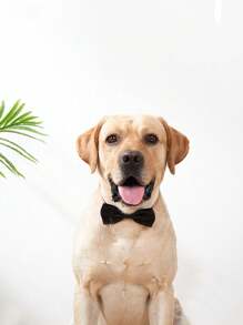 1 bộ/300 chiếc Polyester Đẹp trai Màu thuần Thú cưng Thắt nơ , Thời trang Thú cưng Phụ kiện - Nhiều màu - Xem 4