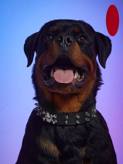 1 Stück Musikfestival - Haustier PU-Leder Totenkopf-Nietenhalsband (für große Hunde), geeignet für Hunde (zufällig verkehrt herum Totenkopf)