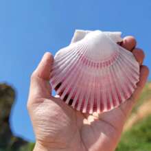 Christmas Natural Large Shell Purple Fan Shell Aquarium Landscaping Decor Mediterranean Style Home Ornament Landscape Home Decorations, Home Decoration Accessories Home Decoration Ornaments, Living Room Decoration Ornaments, Holiday Decorations, Wall Stickers Decorations - Multicolor - View 4