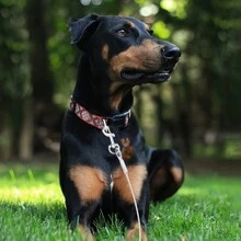 1入組，3M/5M/118in/196in，ChSteel線寵物繩防咬帶，戶外狗繩，大型犬繩 - 銀色 - 查看 3