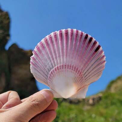 Christmas Natural Large Shell Purple Fan Shell Aquarium Landscaping Decor Mediterranean Style Home Ornament Landscape Home Decorations, Home Decoration Accessories Home Decoration Ornaments, Living Room Decoration Ornaments, Holiday Decorations, Wall Stickers Decorations