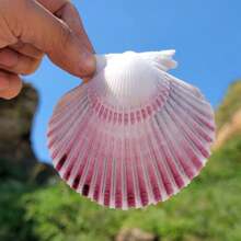 Christmas Natural Large Shell Purple Fan Shell Aquarium Landscaping Decor Mediterranean Style Home Ornament Landscape Home Decorations, Home Decoration Accessories Home Decoration Ornaments, Living Room Decoration Ornaments, Holiday Decorations, Wall Stickers Decorations - Multicolor - View 3