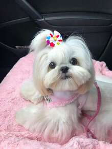 10入組心形星形圖案寵物頭飾,含橡皮筋狗狗蝴蝶結,可愛小狗約克夏犬毛髮美容造型打結,寵物頭髮配件,寵物用品 - 彩色 - 查看 3