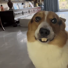 有趣的狗假牙,柯基犬造型的惡作劇假牙,兔子牙齒造型,狗狗幽默禮物 - 彩色 - 查看 4