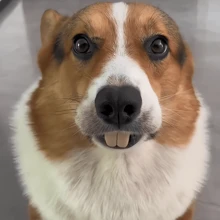 有趣的狗假牙,柯基犬造型的惡作劇假牙,兔子牙齒造型,狗狗幽默禮物 - 彩色 - 查看 3