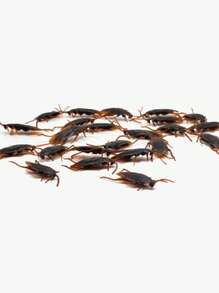 20入組逼真的蟑螂玩具，用於四月愚人節開玩笑，製造嚇人仿真蟑螂，整蠱昆蟲愛好者或朋友，新奇有趣玩具 - 棕色 - 查看 5