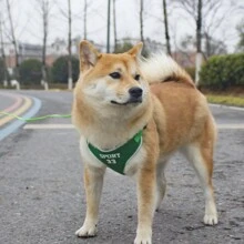 1入組運動風格狗繩,可伸縮狗胸背部透氣反光牽引寵物胸帶 - 彩色 - 查看 28