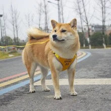 1入組運動風格狗繩,可伸縮狗胸背部透氣反光牽引寵物胸帶 - 彩色 - 查看 26