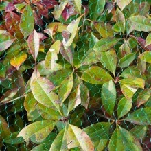 1pc Anti-Bird Netting Deer Fence Pond Netting For Plant And Tree Protection