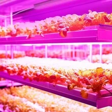 Led植物生長燈,ac85-265v,紅藍(660nm+460nm)全光譜室內植物生長燈,適用於水耕、育苗、蔬菜、花朵,適用於e26/e27底座,適用於植物苗圃,溫室,全年適用 - 紅藍光 - 查看 4