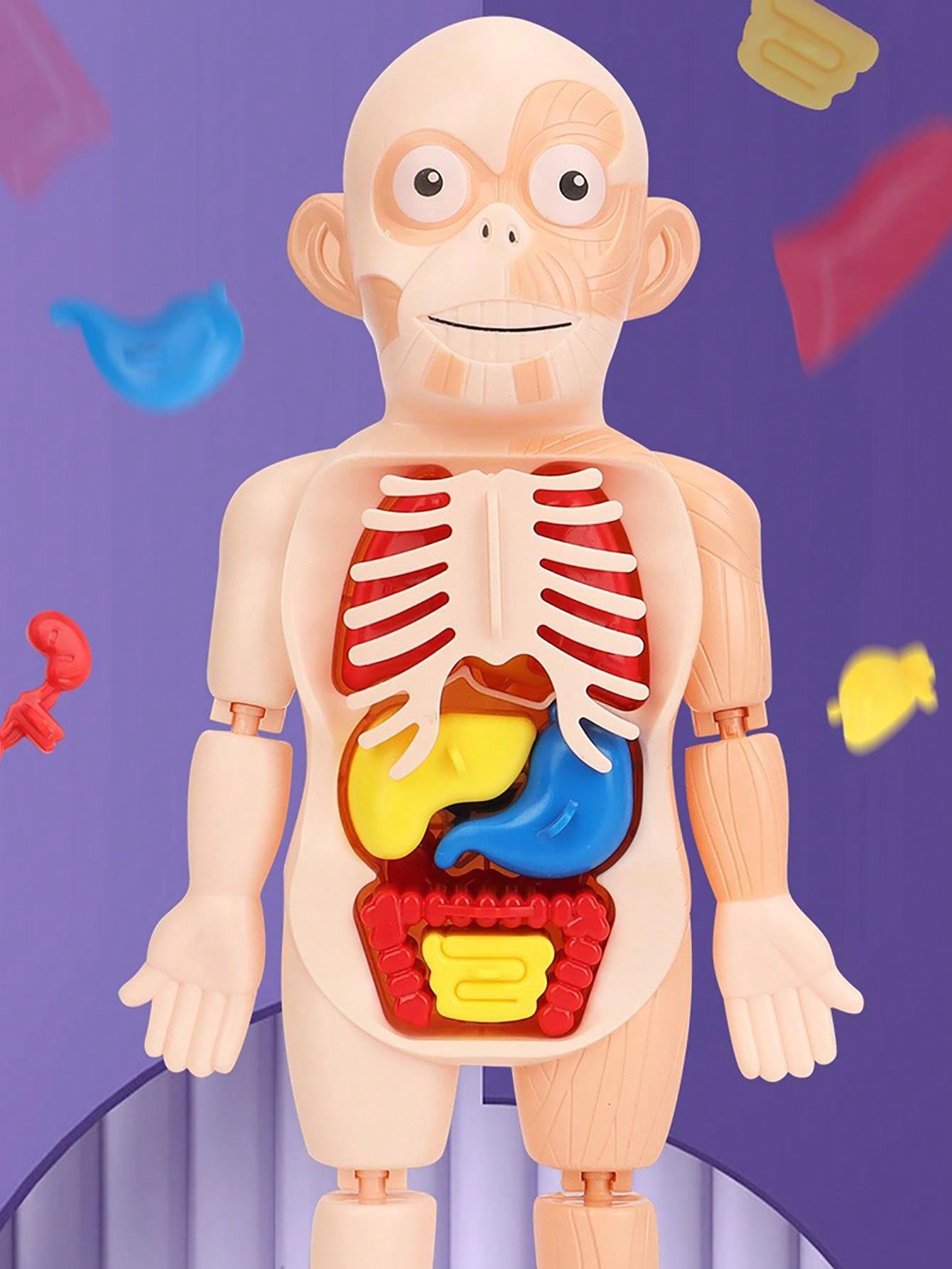 Human Body Model Assembly Structure Skeletal Organs Skeleton Viscera
