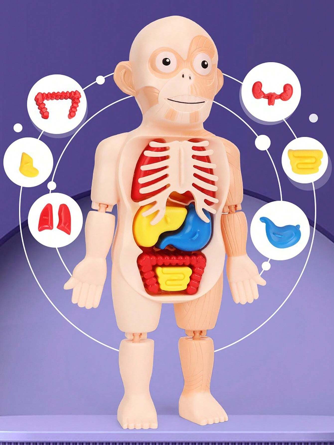 Modelo 3D Del Cuerpo Humano Con órganos Y Huesos Extraíbles Para Niños, Estructura Anatómica Educativa De Plástico No Tóxico, Altura 32 Cm