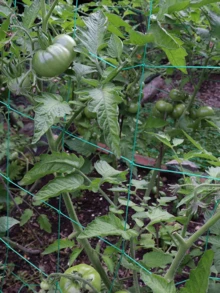 1pc Fruit And Vine Plants Climbing Net - Green - View 5