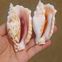 紫色鳳凰螺天然罕見海螺鋸齒鳳凰螺可收藏標本水族箱景觀裝飾工藝擺件。 - 彩色 - 查看 3
