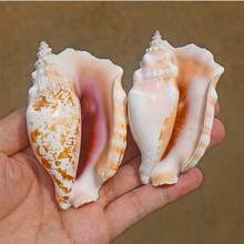 紫色鳳凰螺天然罕見海螺鋸齒鳳凰螺可收藏標本水族箱景觀裝飾工藝擺件。 - 彩色 - 查看 5
