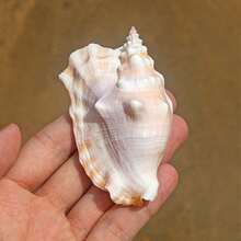 紫色鳳凰螺天然罕見海螺鋸齒鳳凰螺可收藏標本水族箱景觀裝飾工藝擺件。 - 彩色 - 查看 4