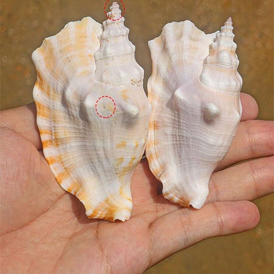 紫色鳳凰螺天然罕見海螺鋸齒鳳凰螺可收藏標本水族箱景觀裝飾工藝擺件。 - 彩色 - 查看 1