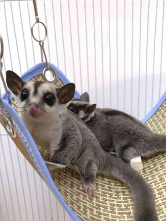 1pc Small Pet Cooling Hammock Bed Made Of Cool Mat For Gerbils, Hamsters, Guinea Pigs In Summer And Spring