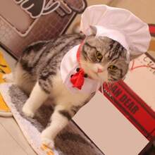 1 Set Con El Sombrero De Chef Del Gato, Sombrero De Rey De Cocina Para Mascotas, Disfraz De Transformación Para Gatos Y Perros, Accesorios Para Mascotas - Blanco - Ver 1