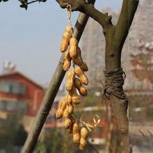 1pc Artificial Fake Decorative Fruit Lifelike Foam Dish Onion Garlic Corn Red Pepper Kitchen Decoration For Chinese Style