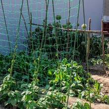 1入組1.8m x 3.6m植物支撐網，豌豆網狀結構爬藤網，尼龍支架網，適用於攀爬植物、豆類、蔬菜和水果 - 綠色 - 查看 6