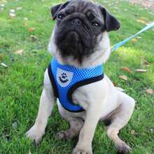 1 Dây Xích Thú Cưng Vòng Cổ Đồ Dùng Cho Thú Cưng Áo Vest Dây Xích Chó Áo Vest Dây Đeo Sau Ngực, Dây Nịt Và Dây Xích Ngực Cho Mèo, Bộ Dây Xích Mèo Lưới Mềm Có Thể Điều Chỉnh Chống Thoát Và Bộ Dây Nịt Ngực Cho Mèo Nhỏ Và Chó Con - Màu xanh lam - Xem 3