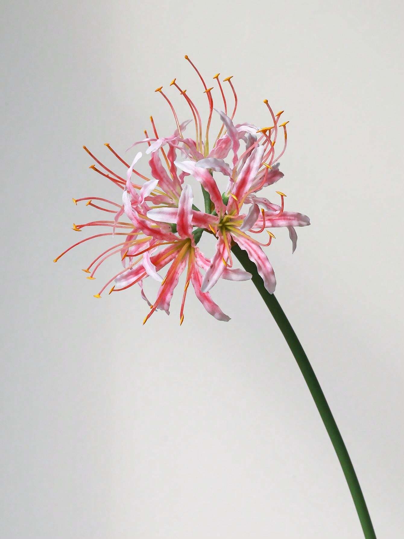 10 Pali Sostegno Piante 40cm - Supporto Per Piante A Stelo Con Anelli E Fascette - Foto 3