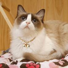 320個1.5貝爾+0條鏈四個面0.9寬時尚寵物項鍊貝爾狗項圈貓項圈合金鏈狗項圈可愛休閒不易褪色質量保證金項鍊銀項鍊