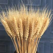 200/100/50/1 pièce Tiges Tiges De Blé Séchées Séché, Oreille Naturelle De Grain De Blé Fleurs Pour La Maison Table À Manger Arrangement De Fleurs Art Décoration De Mariage