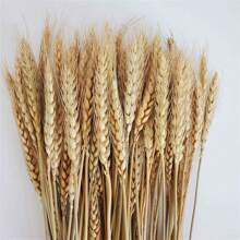 200/100/50/1 pièce Tiges Tiges De Blé Séchées Séché, Oreille Naturelle De Grain De Blé Fleurs Pour La Maison Table À Manger Arrangement De Fleurs Art Décoration De Mariage