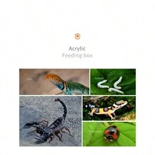 Terrario de 1PC para mascotas con caja de alimentación de acrílico para reptiles, arañas, alacranes y escarabajos - Multicolor - Ver 5