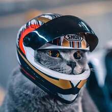 Un casco de moto para gato, casco de motocicleta para mascotas para gatos y perros pequeños, gorro de moto mini y fresco para la seguridad