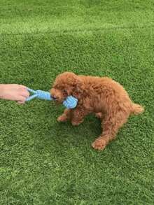 7-Inch Medium Size Cotton Rope Dog Toy, Durable Knotted Chew And Tug Toy For Dogs, Random Color - Multicolor - View 2