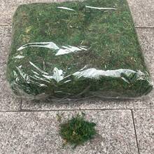 800克/包綠色人工苔蘚，適用於戶外盆栽花園裝飾 - 綠色 - 查看 8