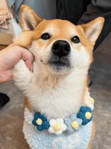 1 pieza Collar y collar de mascotas hecho a mano con hilo tejido y flores coloridas para gatos y perros, accesorio adorable para mascotas