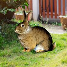 1pc Realistic Rabbit Shaped Garden Decoration, Acrylic Yard Ground Stake, Garden Decorative Sign, Signpost Used For Courtyard Decoration - Multicolor - View 3