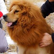 1pc Pet Lion Mane Wig With Ears, Furry Pet Costume Accessory, Funny Decor Hat For Dogs Halloween Halloween Costumes - Brown - View 2