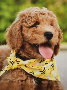 Bee Print Pet Bandana - Multicolor - View 12