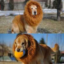 1pc Pet Lion Mane Wig With Ears, Furry Pet Costume Accessory, Funny Decor Hat For Dogs Halloween Halloween Costumes - Brown - View 3