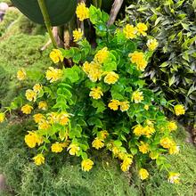 3/8/16入組黃色尤加利葉，人造花，仿真花，戶外，人造花塑料面料，家居裝飾，家庭，辦公室，花園裝飾，攝影，背景裝飾等。 - 黃色 - 查看 3