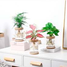 1入組透明無土栽培盆仿玻璃小盆栽種植小型盆栽綠色植物樹脂花盆 - 彩色 - 查看 1