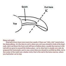 1 Đồ dùng cho thú cưng Dụng cụ cắt móng tay cho thú cưng Dụng cụ cắt móng tay cho chó mèo chuyên nghiệp Tiết kiệm nhân công Máy cắt móng tay đa chức năng Dụng cụ chải lông cho thú cưng Kéo làm sạch và dụng cụ làm đẹp cho thú cưng - Nhiều màu - Xem 9