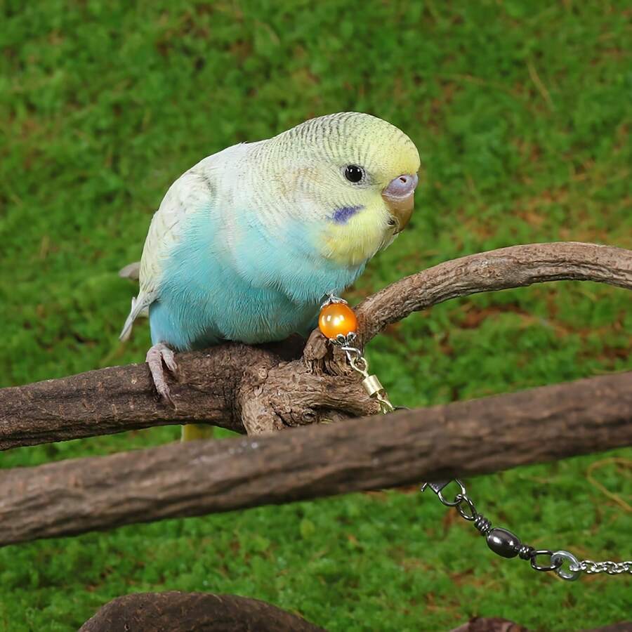 Fashionable Bird Walking Tool For Training To Walk And Free Birds With Parrot Neck Collar, Ankle Chain And Tether Chain, Great Gift For Friends - Green - View 1