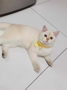 1pc Handmade Knitted Pet Collar With Colorful Bowknots For Cats And Dogs, Small Size - Multicolor - View 3
