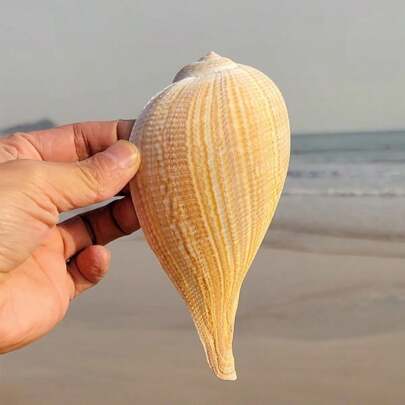 Natürliche Muschelschalen-Loquat-Schnecken-Sammlungsstücke, Fischbecken-Landschaftsdekoration, Heimfenster-Vitrine, Wohlstandsanziehende Dekoration, Geschenke Wassermelonen-Schnecken, Natürliche Meeresmuscheln, Muschelaquarium, Landschaftsgestaltung und kreative Sukkulenten-Topfpflanzen-Ornamente mit Krabben-Zuchtschalen für Muschelbesiedelnde Fische Wassermelonen-Schnecken